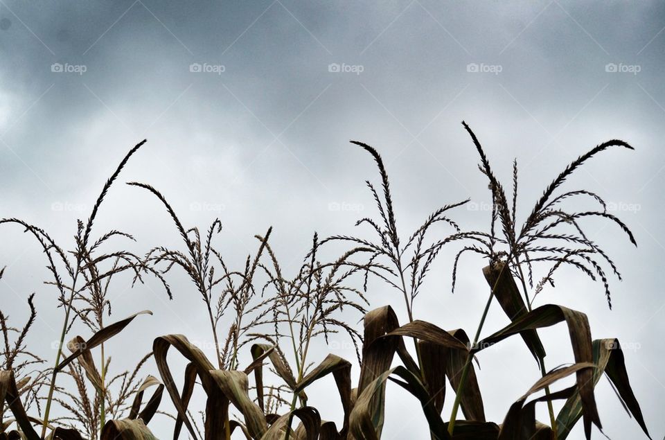 Corn stock sky