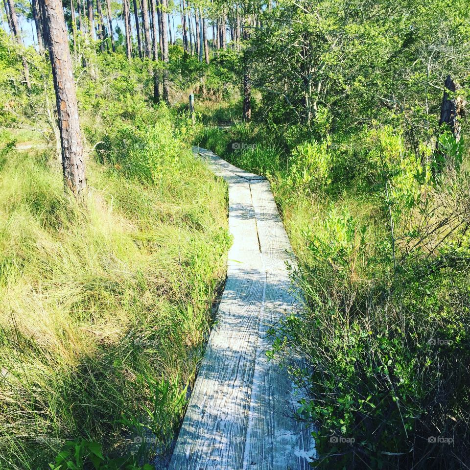 Florida path