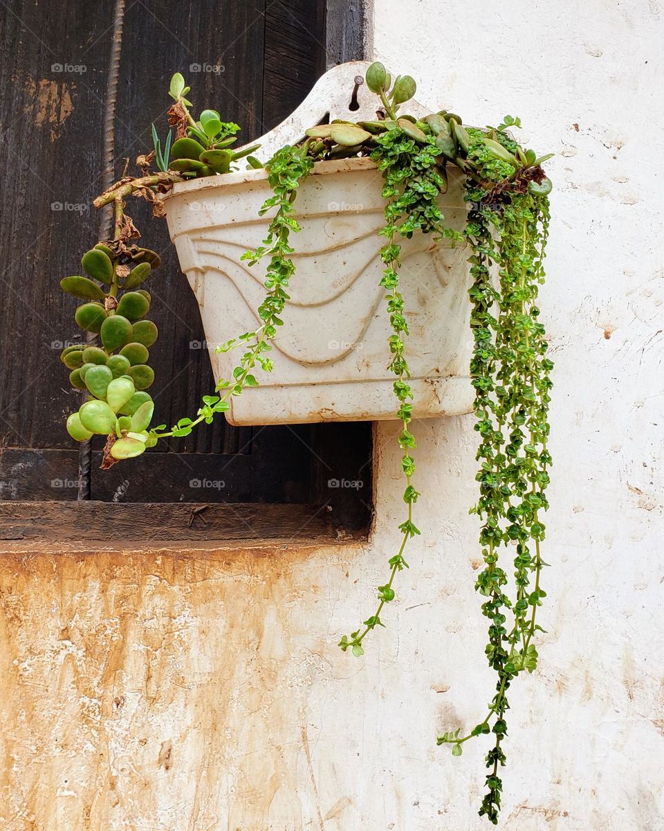 Hanged plants.
April 11, 2023
08:04am