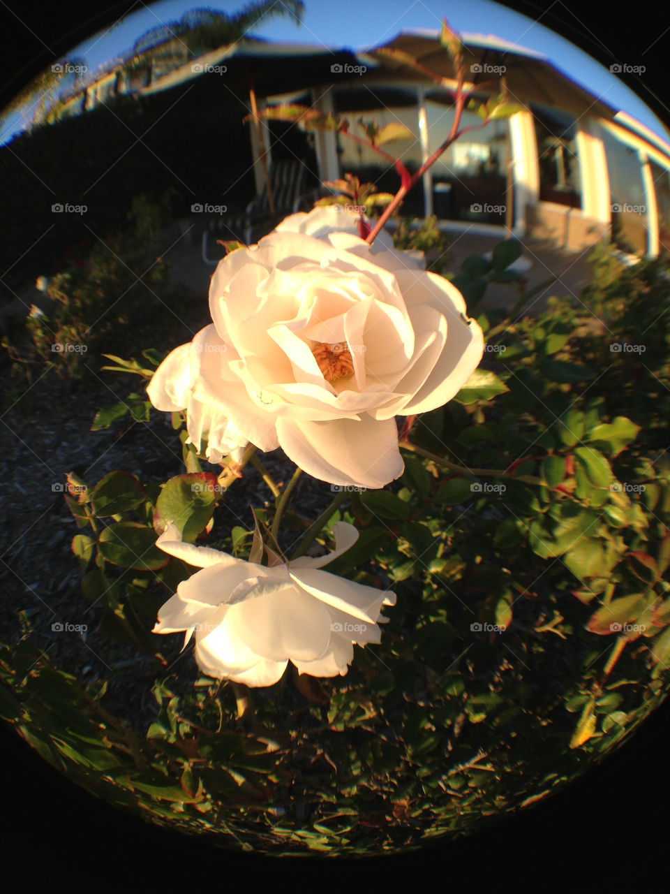 Flower, Wedding, No Person, Rose, Nature