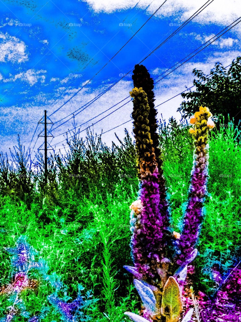 plants growing in a field