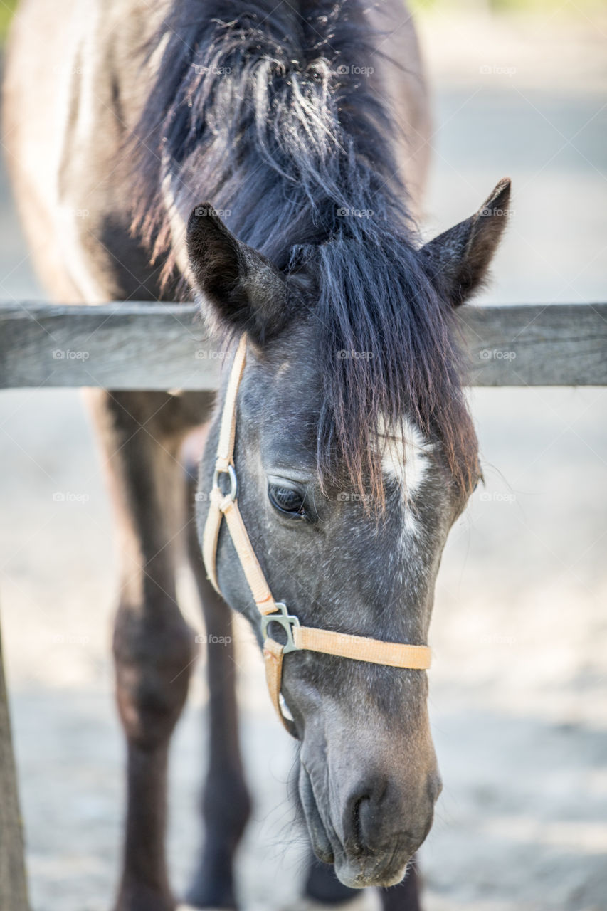 Animal, Mammal, Cavalry, Horse, Mare