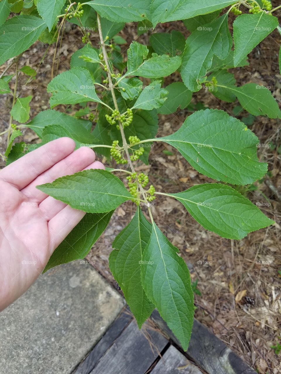Leaf, Flora, Agriculture, Nature, No Person