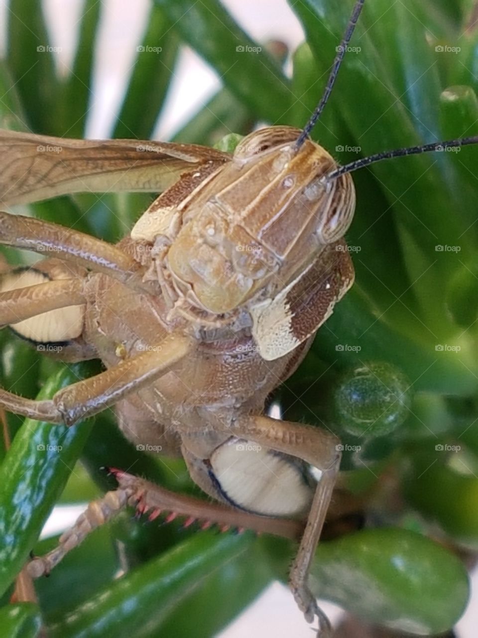 grasshopper close-up