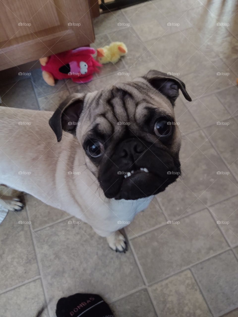 Toothy Pug