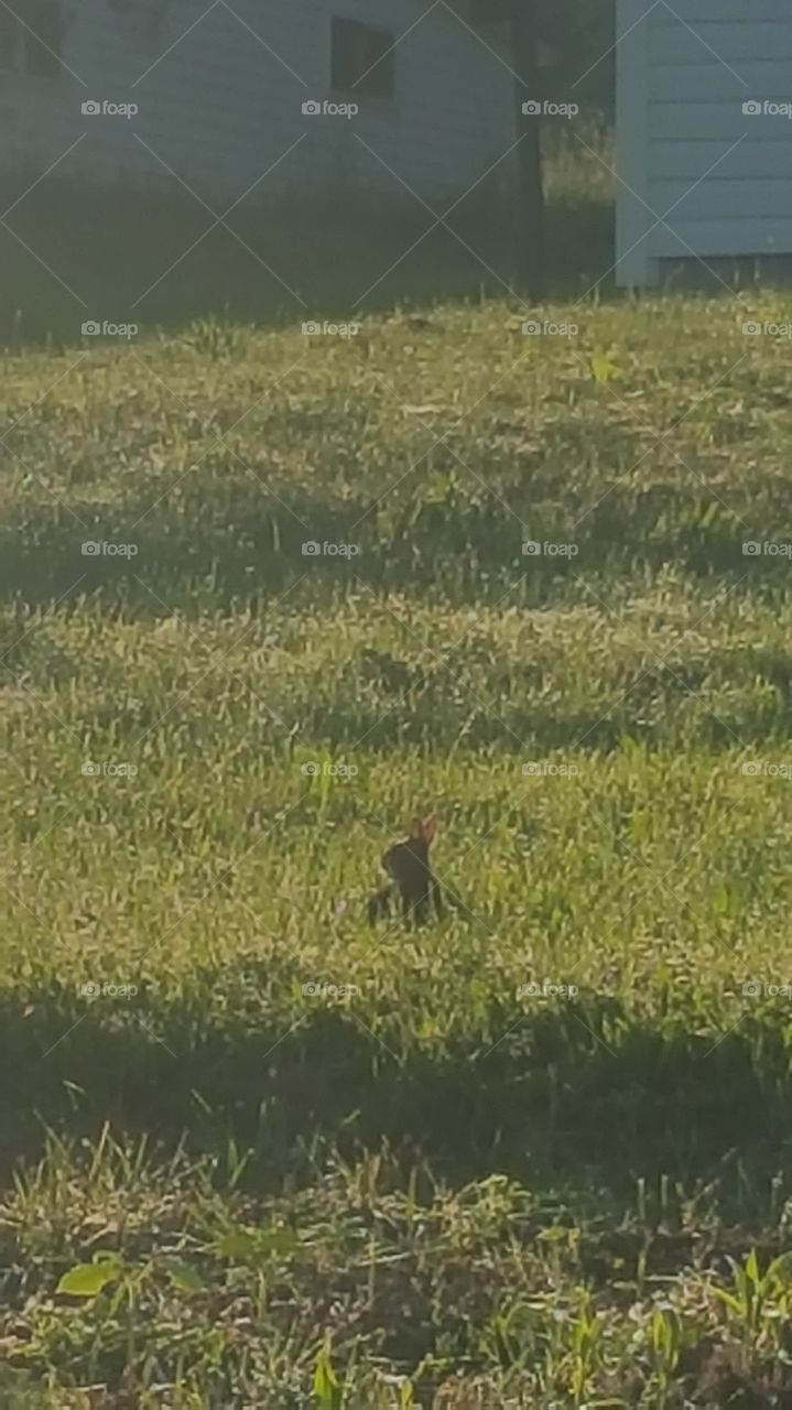 bunny in yard