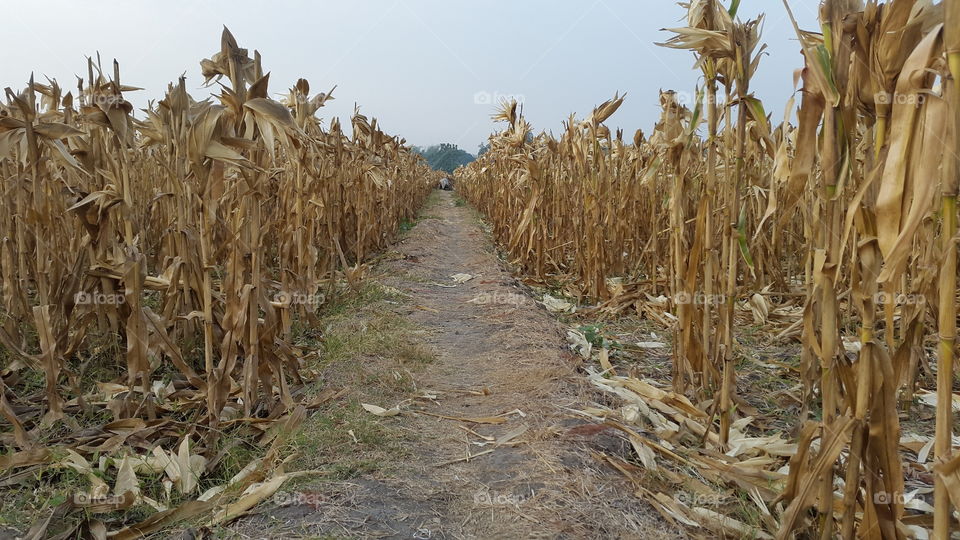corn field after the harvest