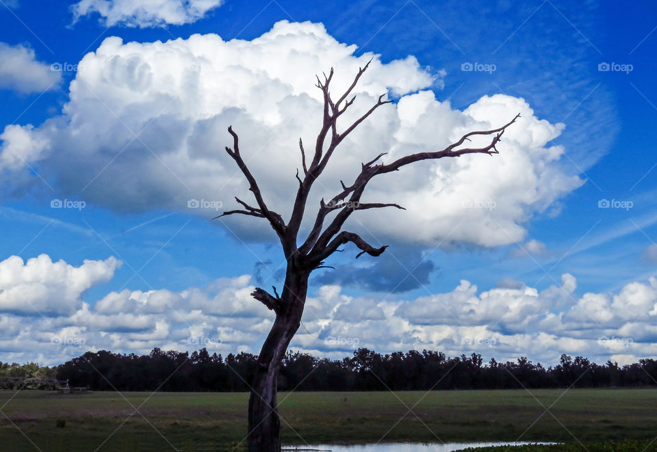 the head in the cloud of sky