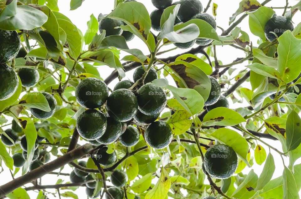 Avocado On Tree