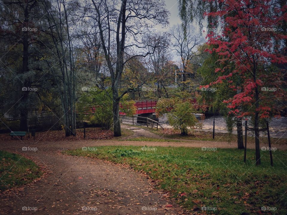 Autumn in the park