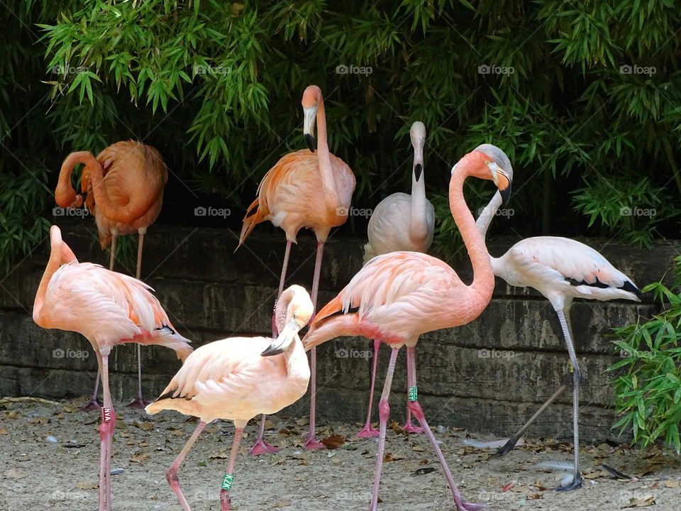 Flamingos