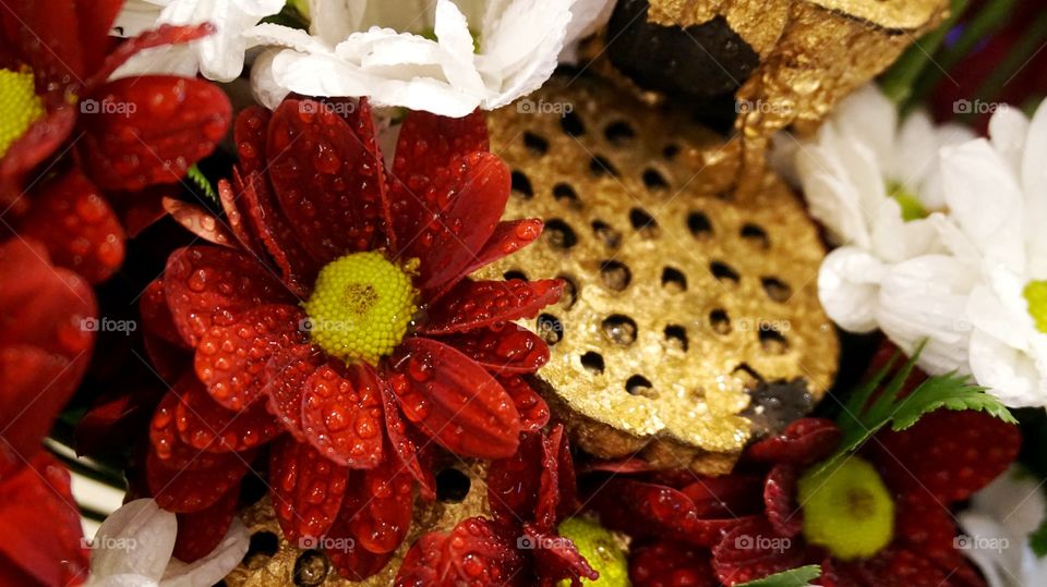 Red and white Chrysanthemum with gold lotus seed