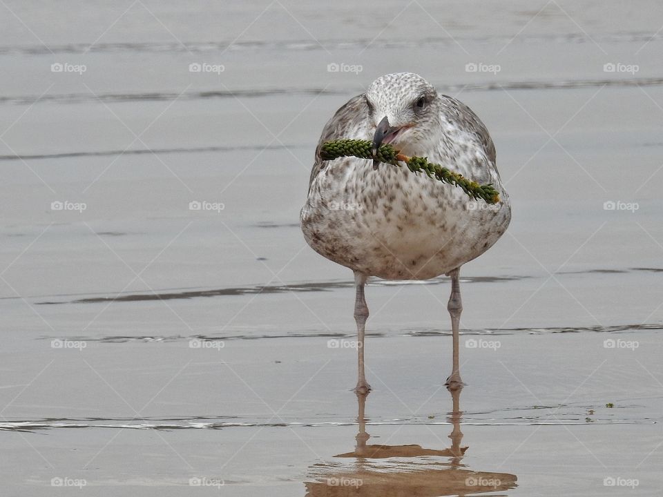 Seagull with stick