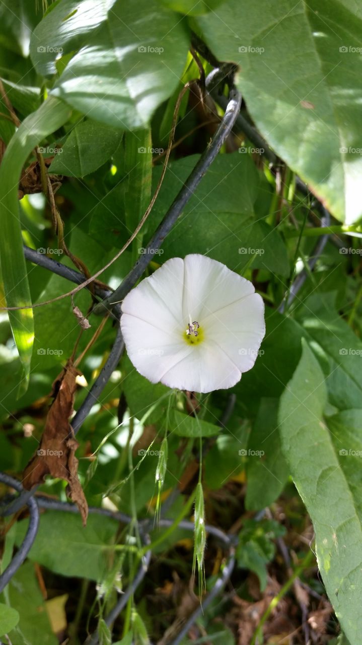 White Flower