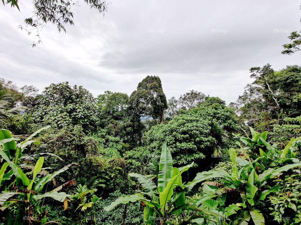 Here it's my most favourite forest trekking shot on beautiful cloudy weather .Hope you'd like it. Nature is an art of blessings let we save it together with responsible for our forthcoming generation's.