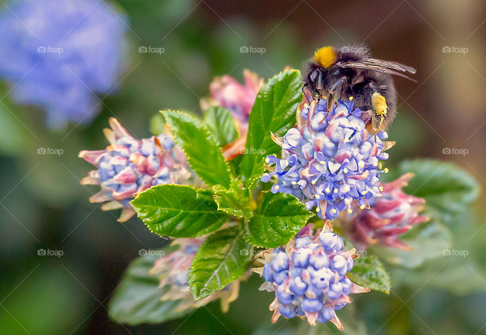 Bumblebee on a flower