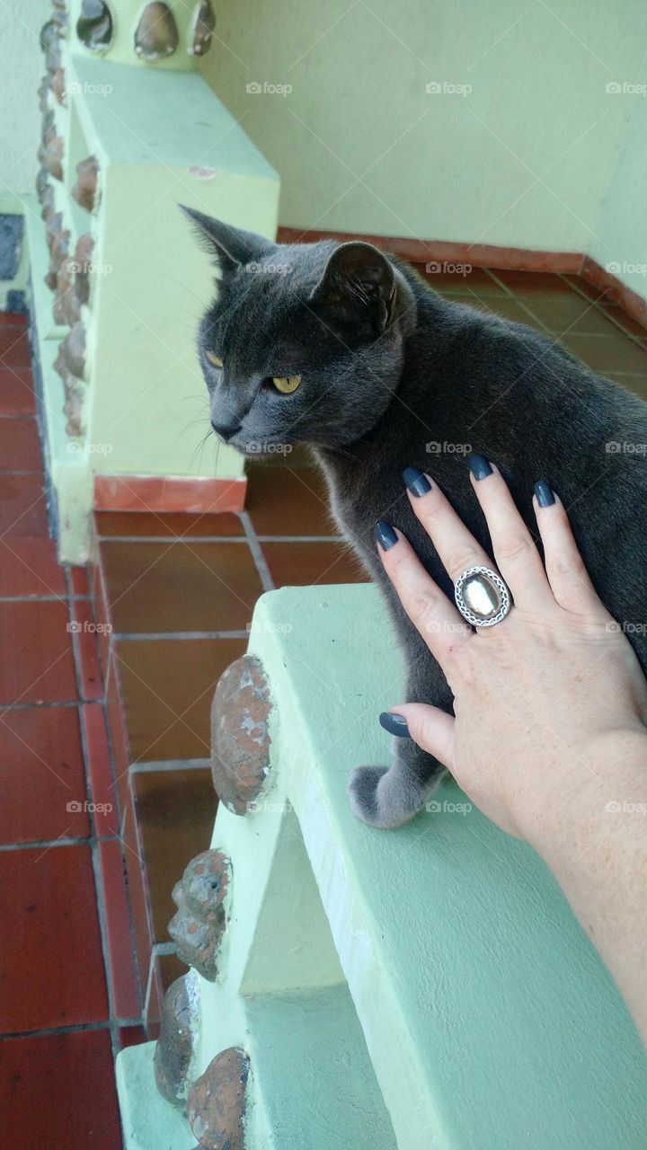grey nails and cat