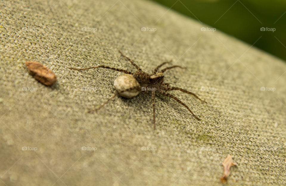 arachnid hunting at morning