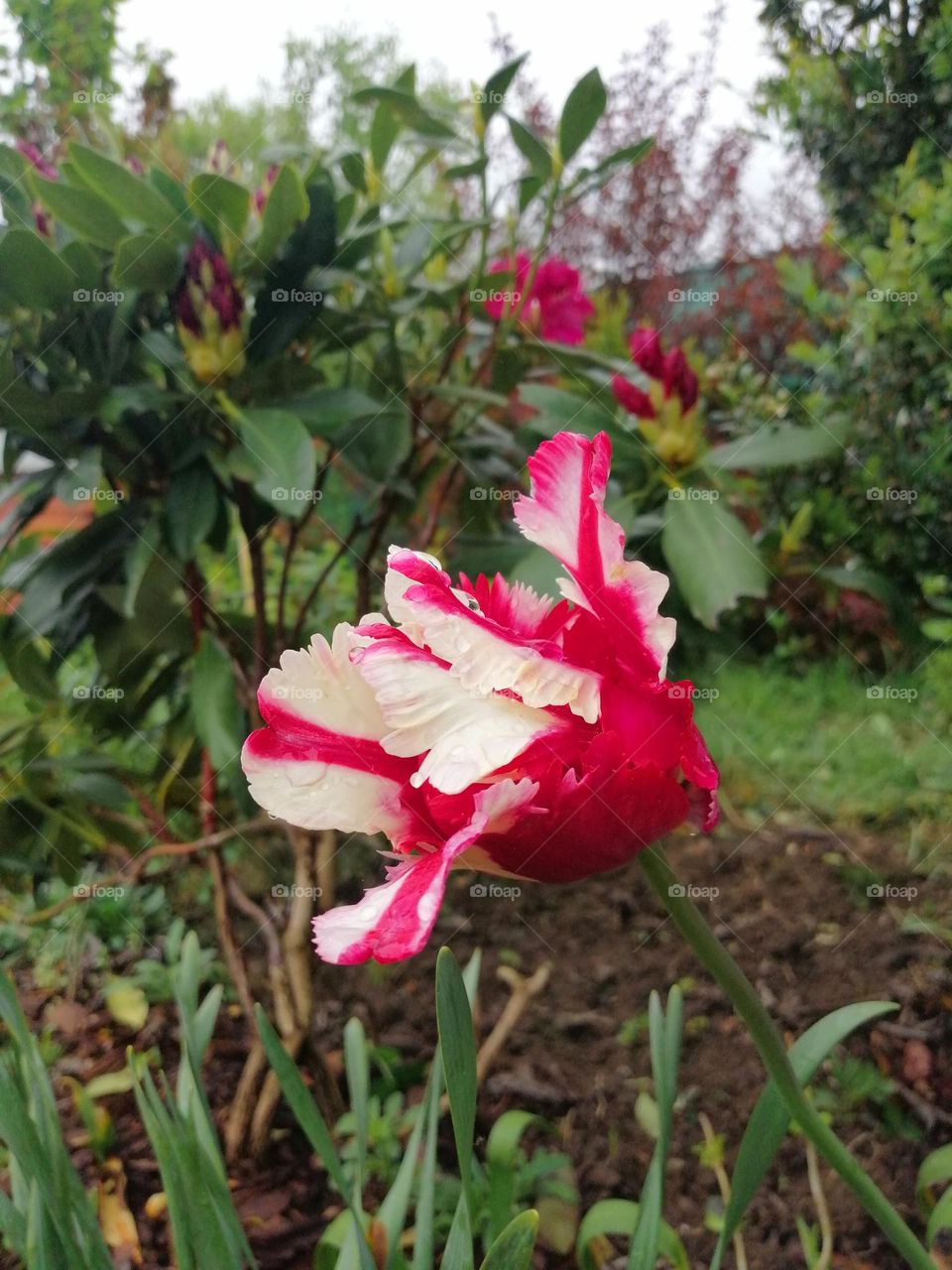 Tulip