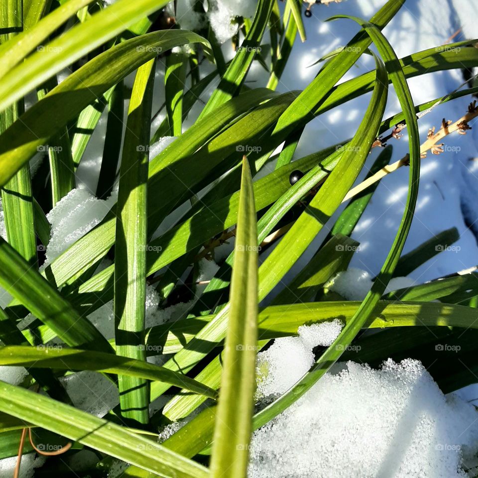 Plant in snow