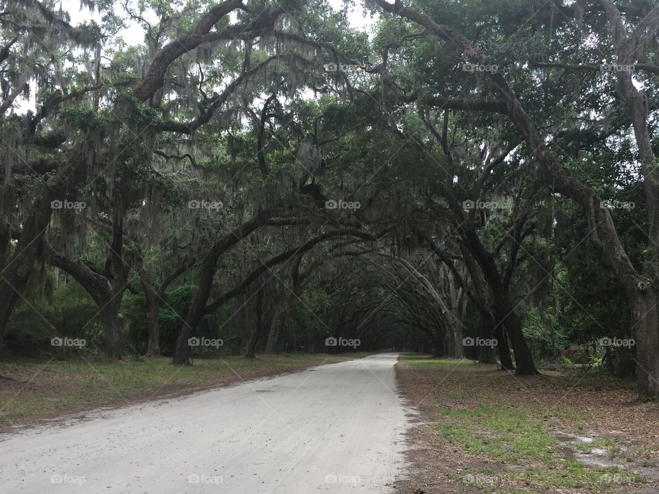 Spooky road in Georgia 