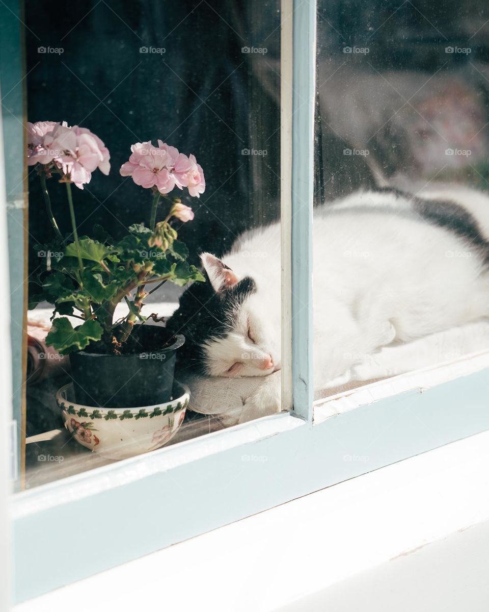 Sleeping cat in window