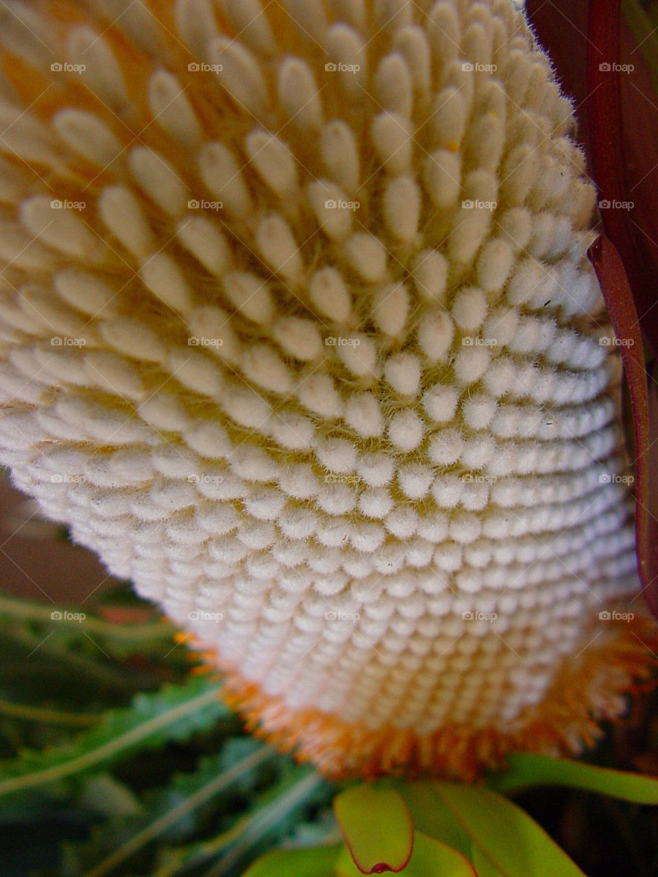 flower seeds wild australian by kshapley