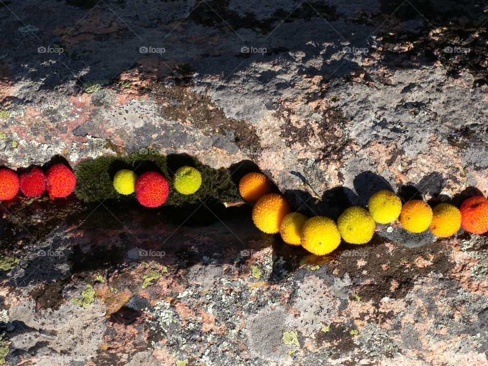 Erdbeerbaum
Strawberry Tree