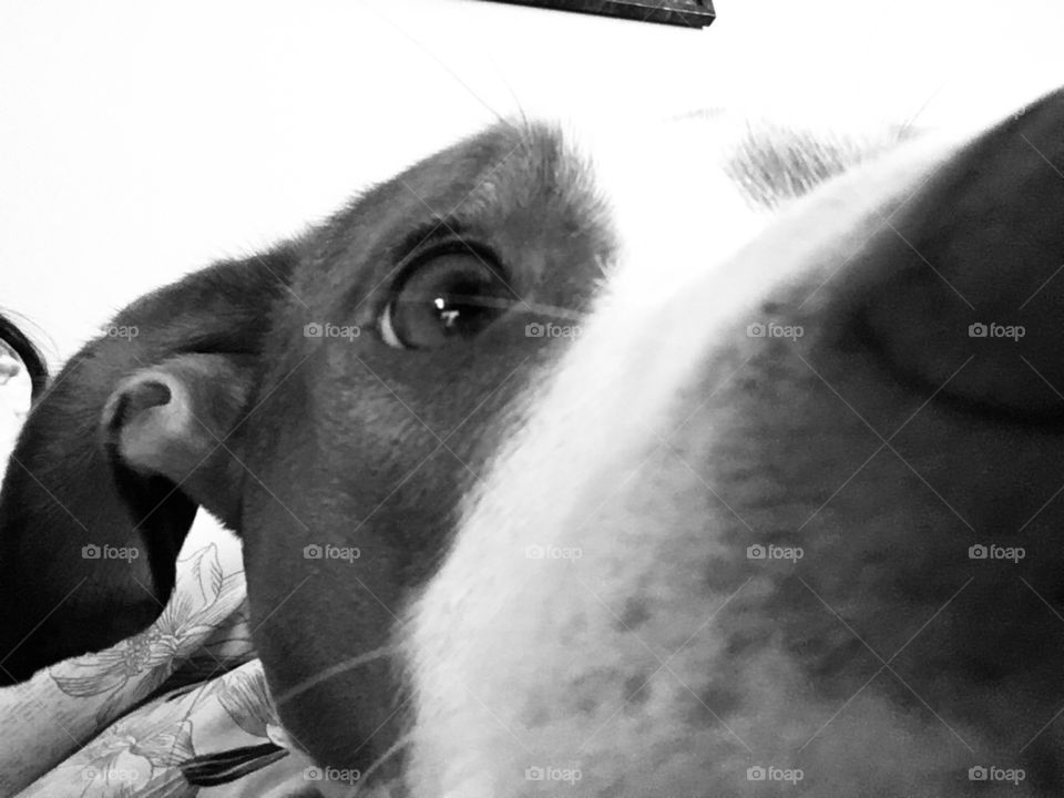 Close up of my beautiful rescue red nose pitbull in black and white 