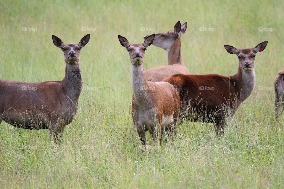 Doe on grassy field