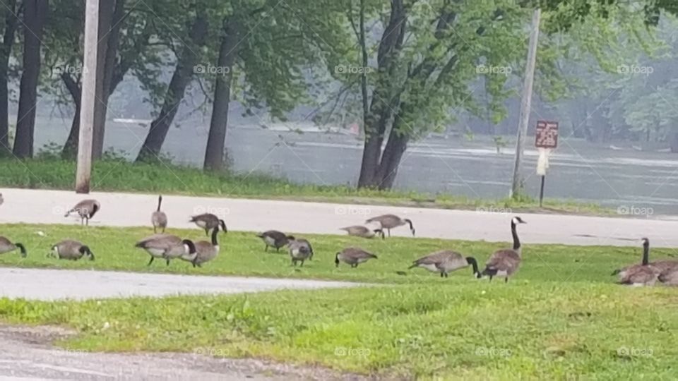 geese