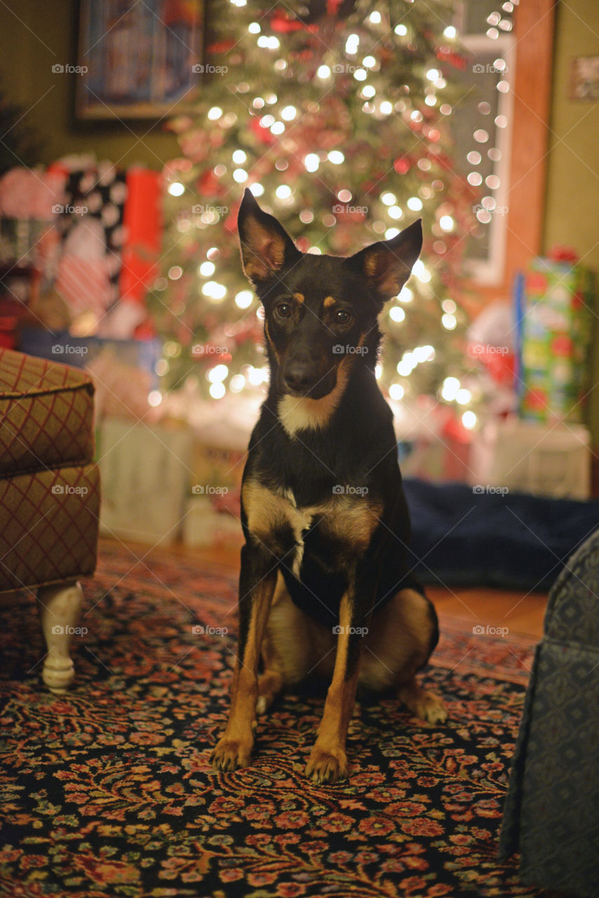 black dog with marking by christmas tree