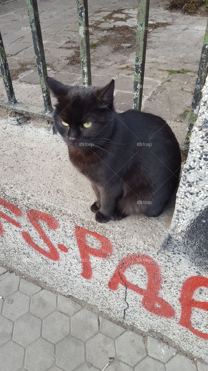 A black cat in Sofia