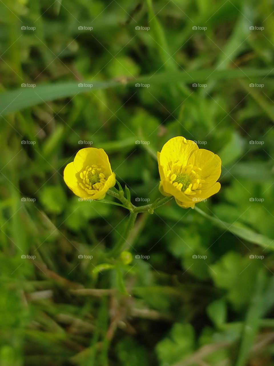 Pair of yellow spring flowers close up. Beautiful spring nature details