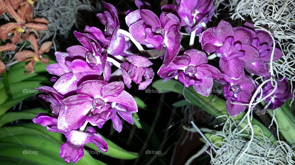 Beautiful fragrant rhynchostylis orchid