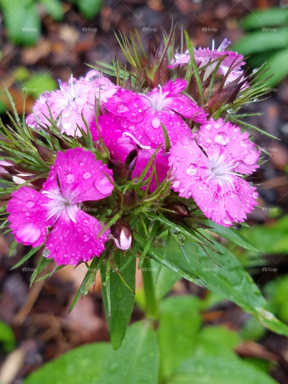 raindrops on flowers