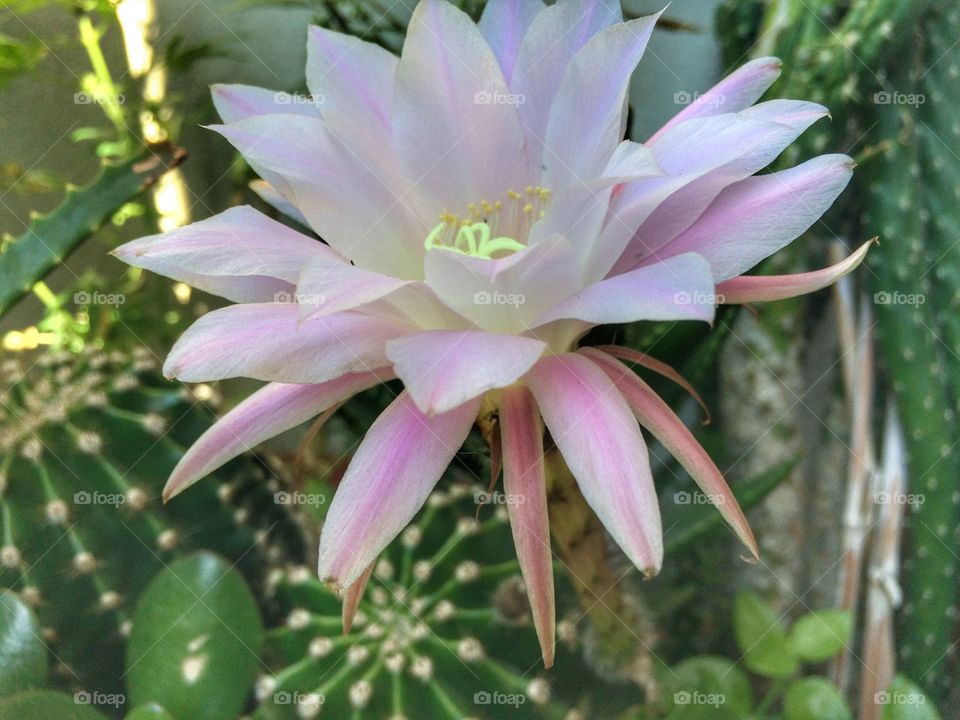 Close-up of cactus flower