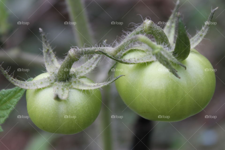 Tomatoes Growing on the branches