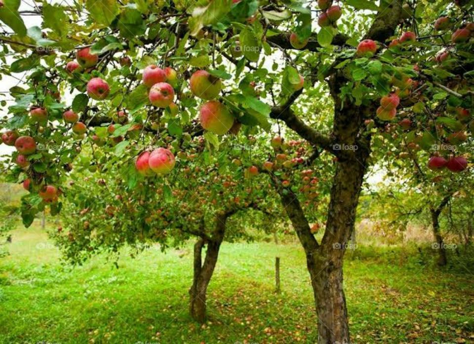 An apple is a sweet, edible fruit produced by an apple tree. Apple trees are cultivated worldwide and are the most widely grown species in the genus Malus.