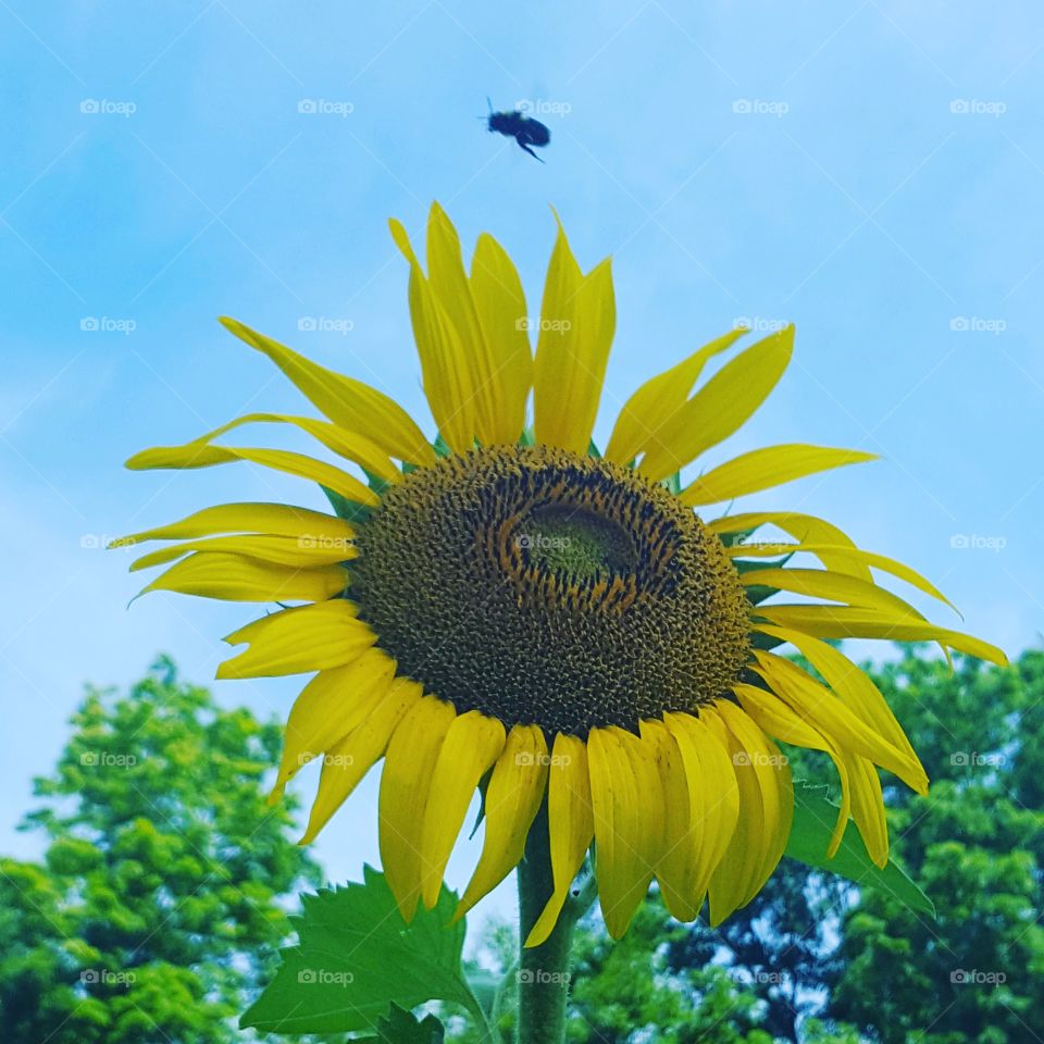 Bee over Sunflower