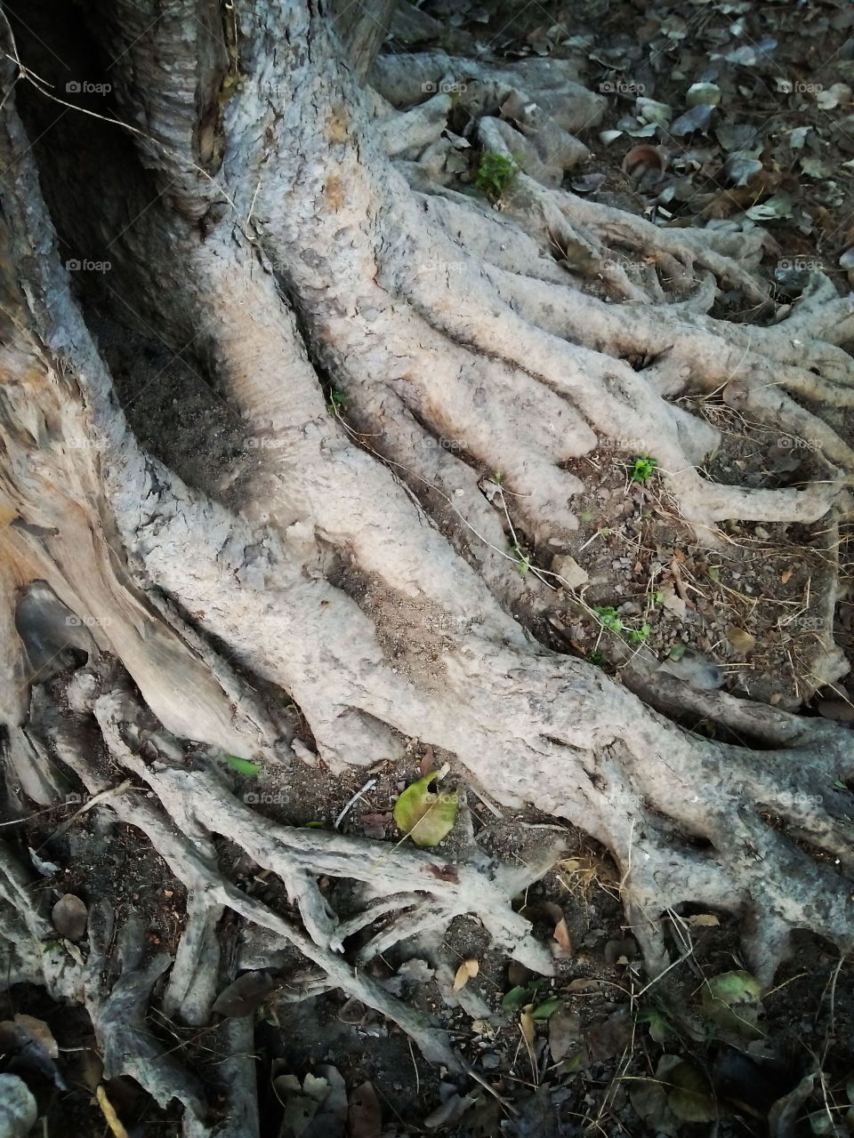 Old Tree