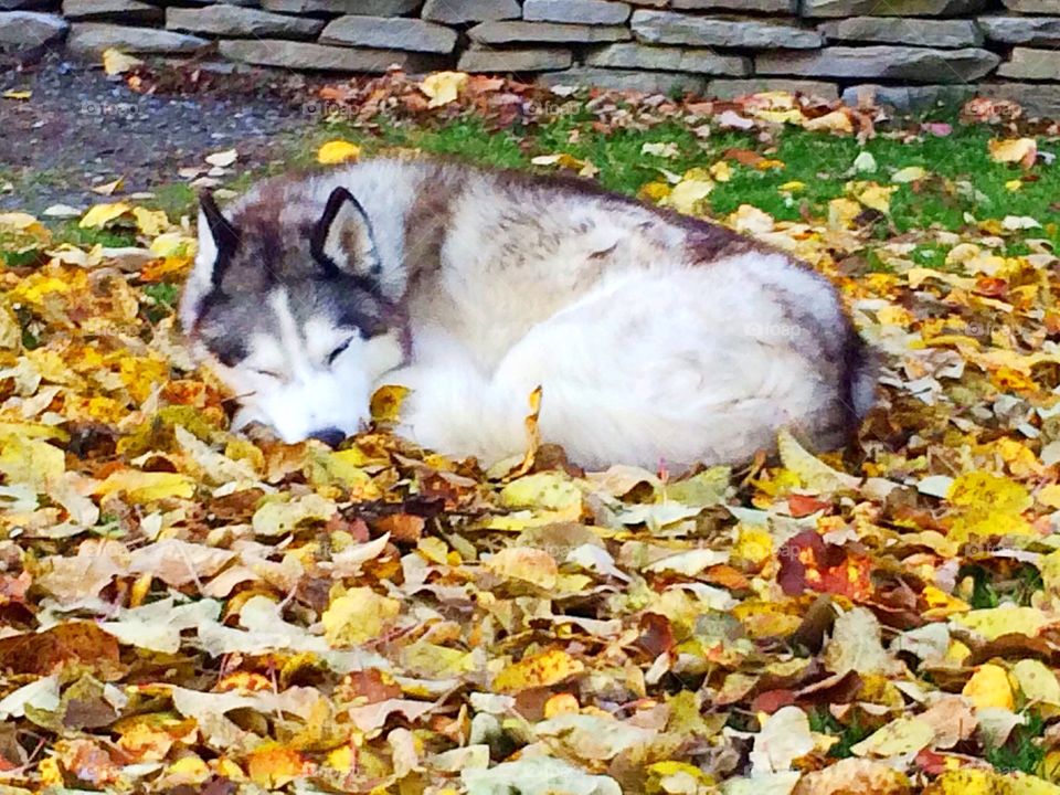 Incredible Husky Dogs