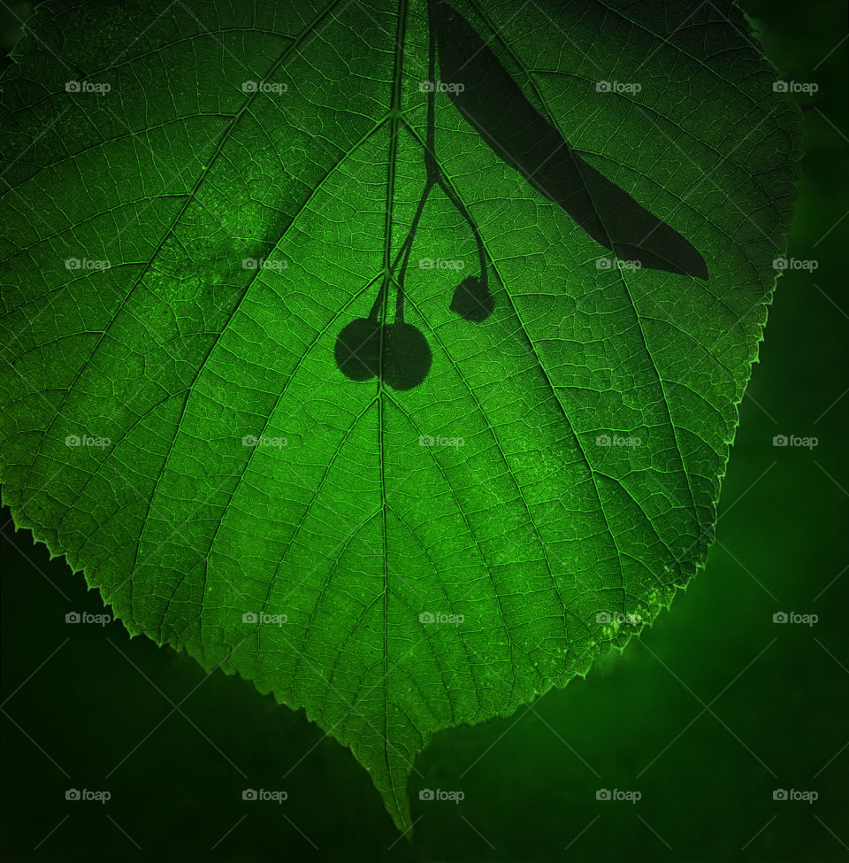 Macro green leaf and plant shadow 