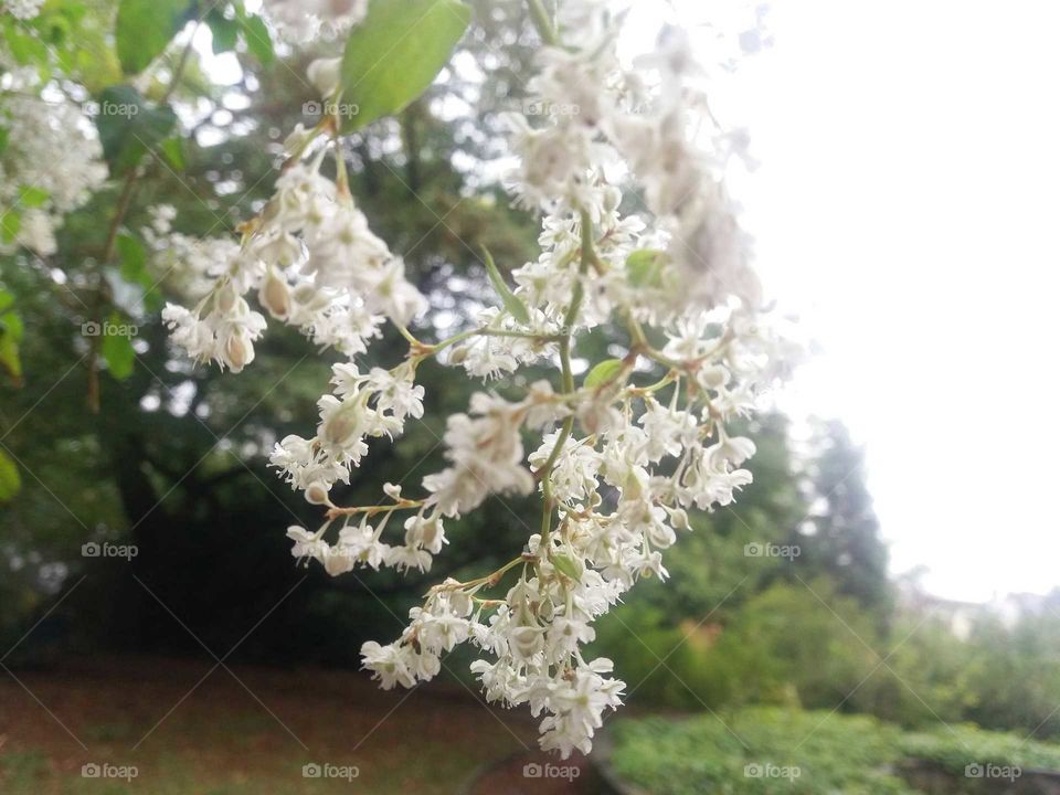 white blossoms on a tree