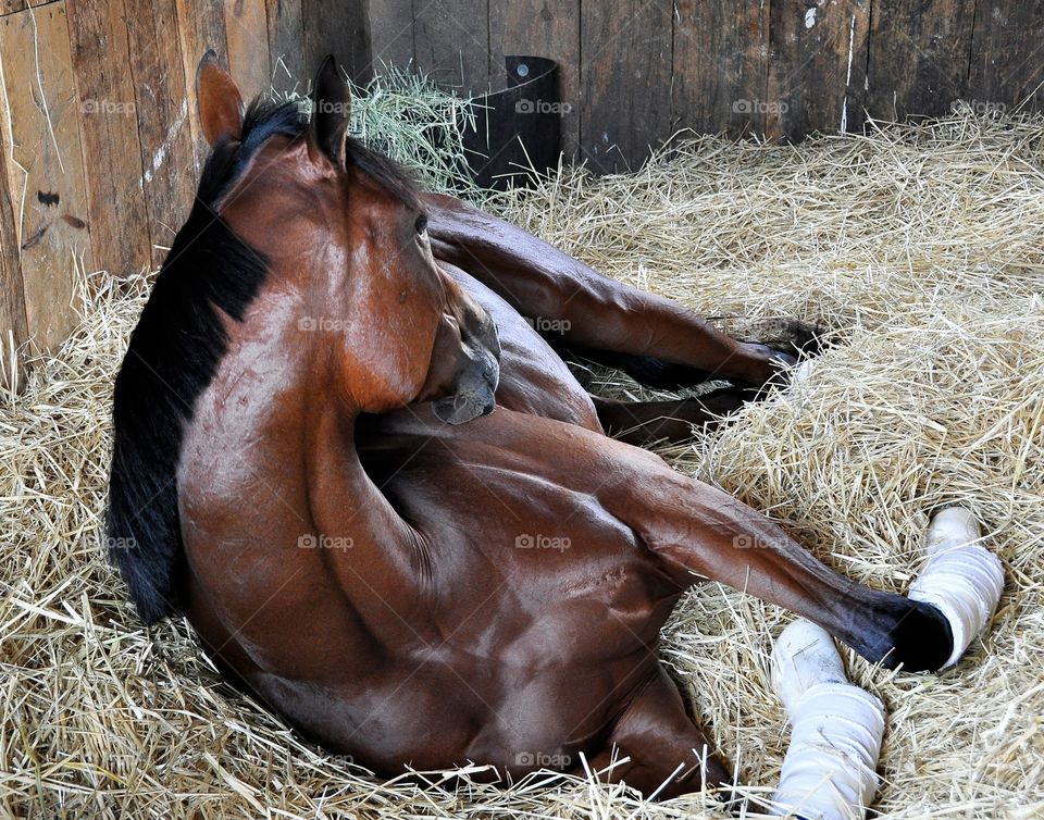 Positively Royal. Positively Royal taking it easy on her bed of hay at Horse Haven Saratoga.
Trained by Pletcher.
ZAZZLE.com/FLEETPHOTO