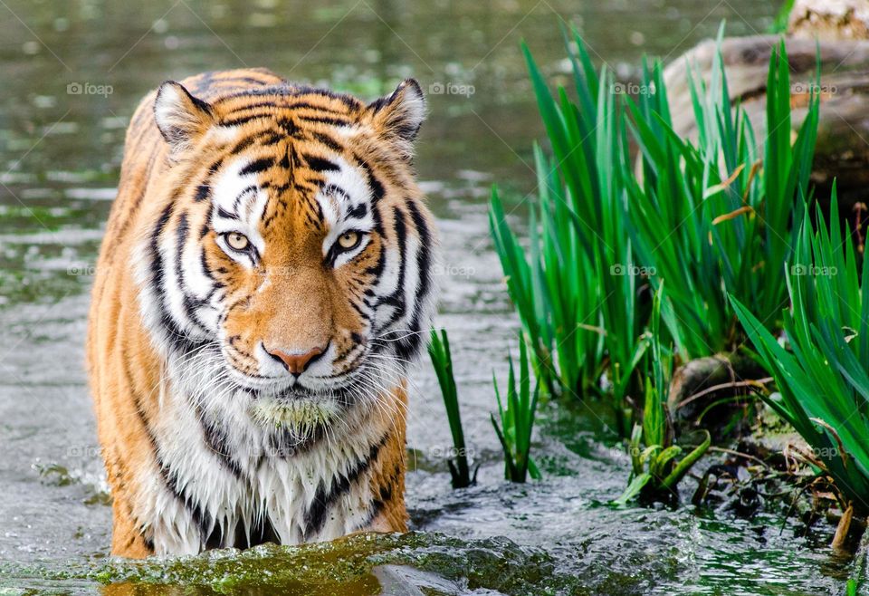 Great shot of a Tiger in the water.  All proceeds go towards the conservation of endangered species.