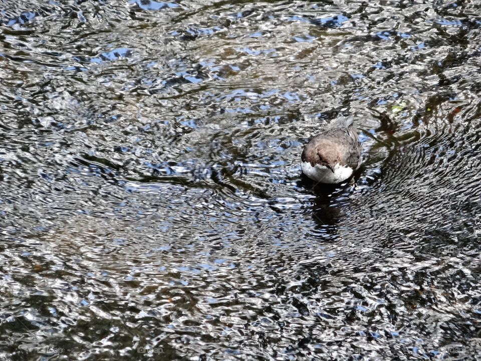 Bird on the Water