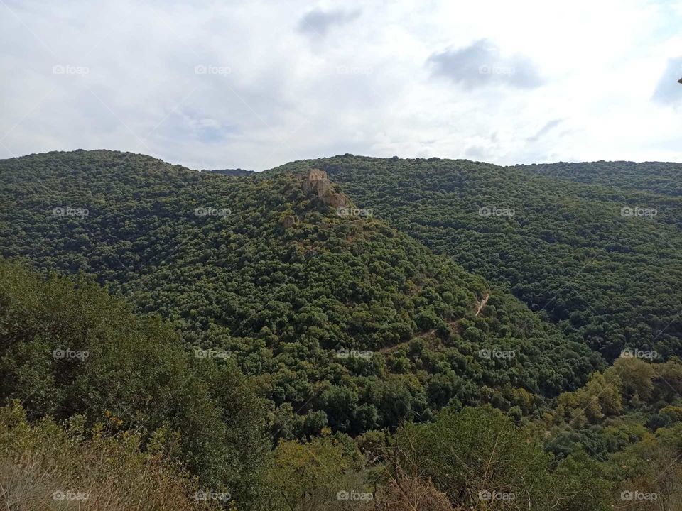 Mountains covered with lots of green trees