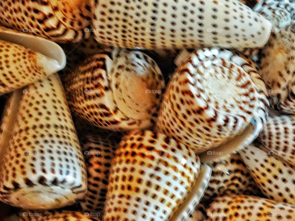 Cowrie Shells