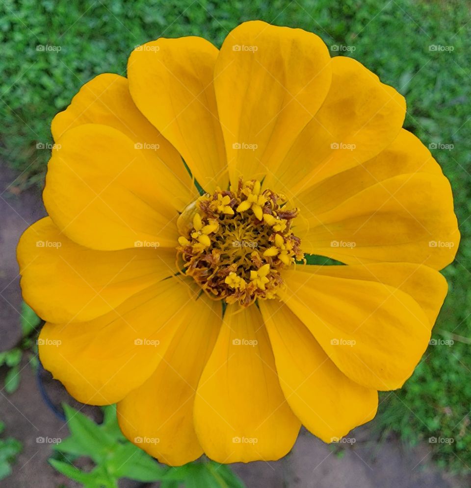 Yellow Flower